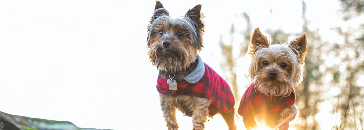 Three Crucial Guidelines For Keeping Your Pet Safe In The Woods